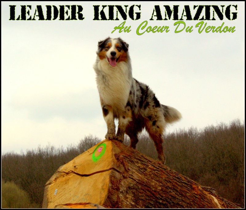 Publication : de l'Aussie Du Bois Joly Auteur : LiliPhotographie