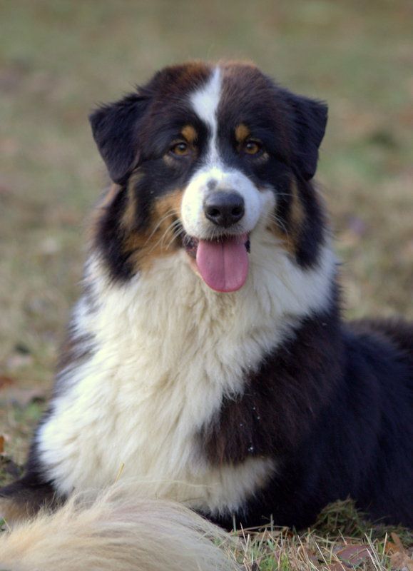 Publication : de l'Aussie Du Bois Joly Auteur : LiliPhotographie