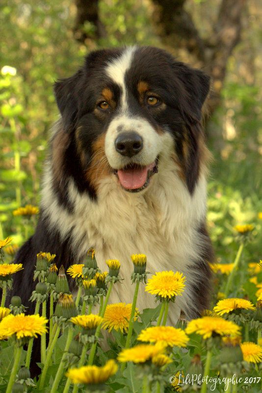 Publication : de l'Aussie Du Bois Joly Auteur : LiliPhotographie