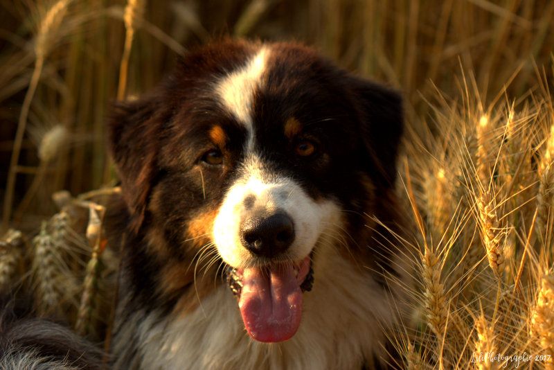 Publication : de l'Aussie Du Bois Joly Auteur : LiliPhotographie