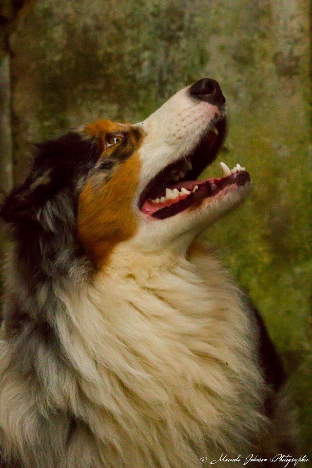 Publication : de l'Aussie Du Bois Joly Auteur : LiliPhotographie