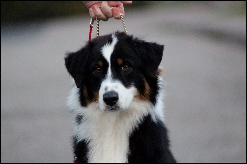 Publication : de l'Aussie Du Bois Joly Auteur : LiliPhotographie