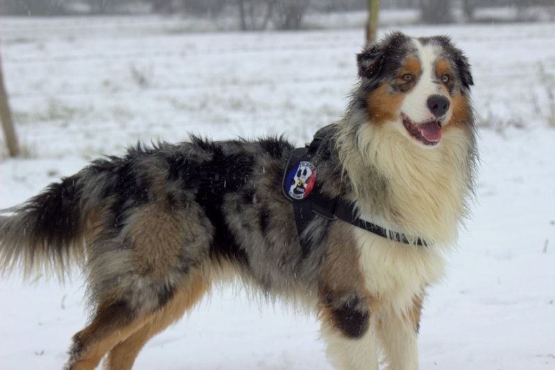 Publication : de l'Aussie Du Bois Joly Auteur : LiliPhotographie