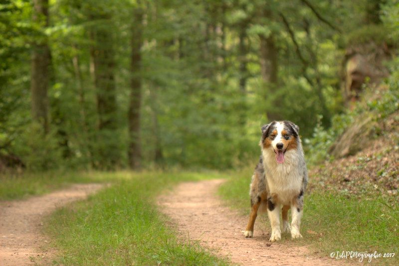 Publication : de l'Aussie Du Bois Joly Auteur : LiliPhotographie