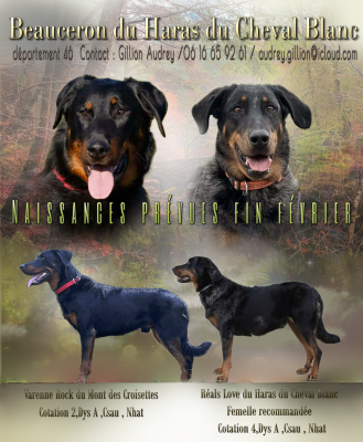 Les chiots de Berger de Beauce