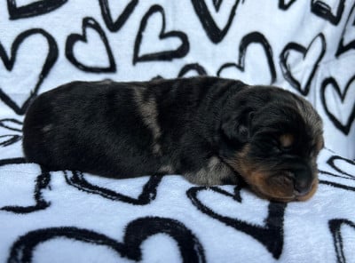 Les chiots de Berger de Beauce