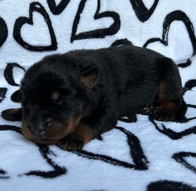 Les chiots de Berger de Beauce