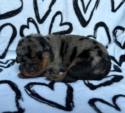 Les chiots de Berger de Beauce