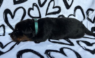 Les chiots de Berger de Beauce