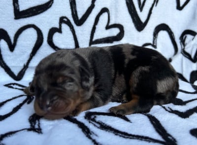 Les chiots de Berger de Beauce