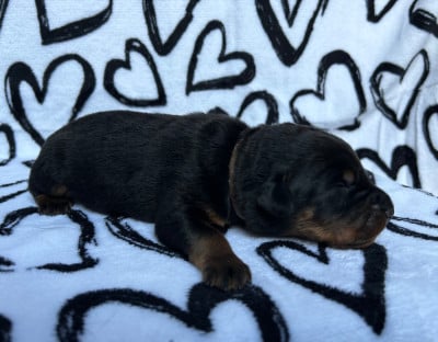 Les chiots de Berger de Beauce