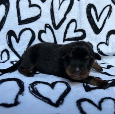 Les chiots de Berger de Beauce