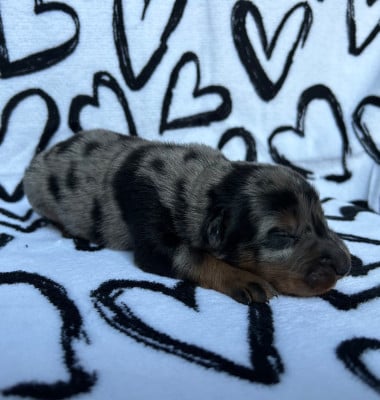 Les chiots de Berger de Beauce