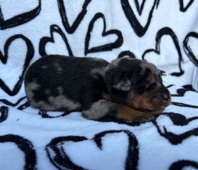 Les chiots de Berger de Beauce