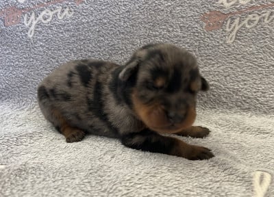 Les chiots de Berger de Beauce