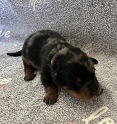Les chiots de Berger de Beauce