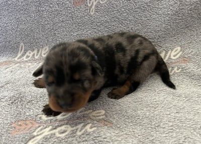 Les chiots de Berger de Beauce