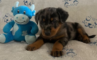 Les chiots de Berger de Beauce