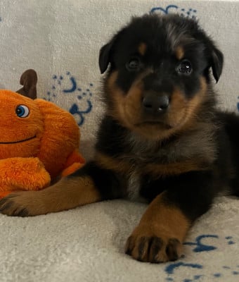 Les chiots de Berger de Beauce