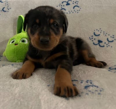 Les chiots de Berger de Beauce