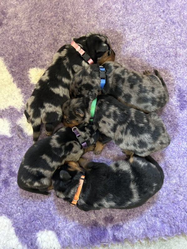 Berger de Beauce - Du Haras Du Cheval Blanc