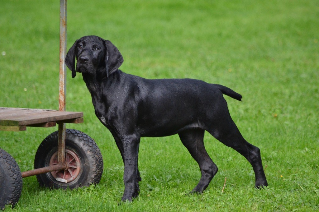 Accueil Elevage Wild Bay eleveur de chiens Braque