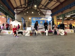 CH. Release your chance La Ferme Daudergnies