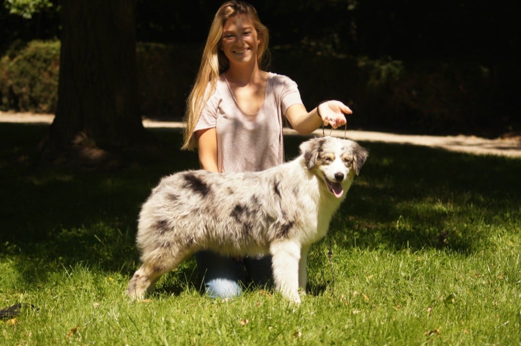 CH. Sweet little never de La Ferme Daudergnies