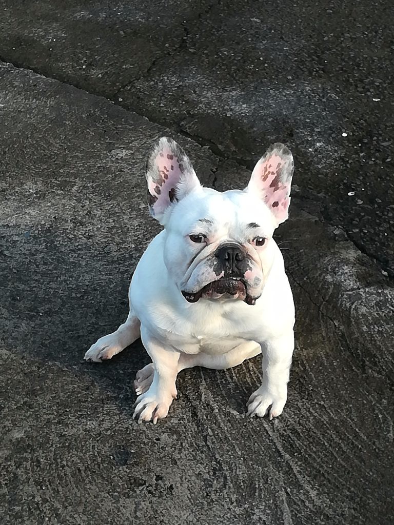 Publication : (Sans Affixe)