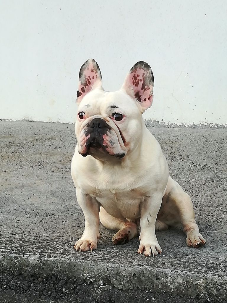 Publication : (Sans Affixe)