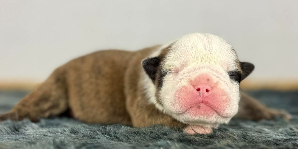 Amanda des Bulls Bellille