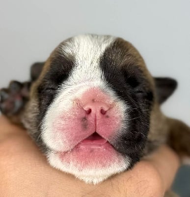 Les chiots de Bulldog Anglais