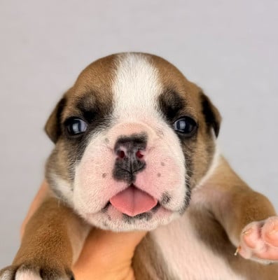 Les chiots de Bulldog Anglais