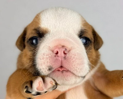 Les chiots de Bulldog Anglais