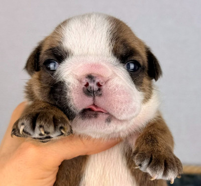 Les chiots de Bulldog Anglais