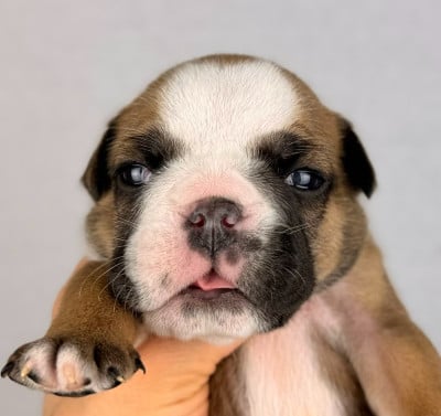 Les chiots de Bulldog Anglais
