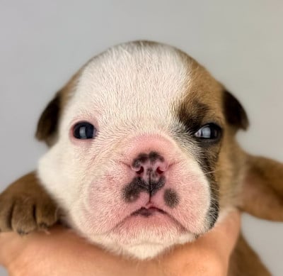 Les chiots de Bulldog Anglais