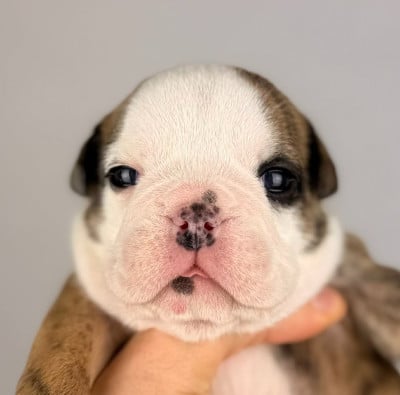 Les chiots de Bulldog Anglais