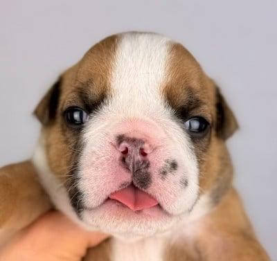 Les chiots de Bulldog Anglais