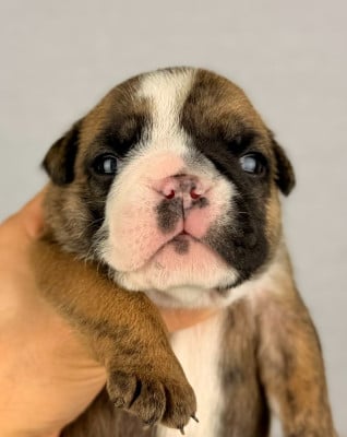 Les chiots de Bulldog Anglais