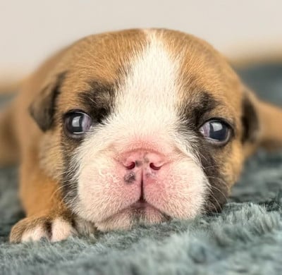 Les chiots de Bulldog Anglais