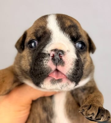 Les chiots de Bulldog Anglais