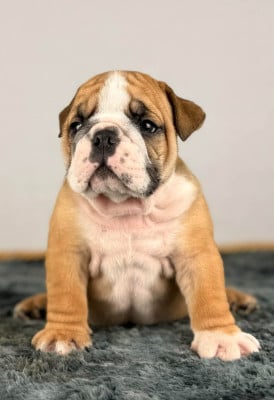 Les chiots de Bulldog Anglais