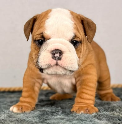 Les chiots de Bulldog Anglais