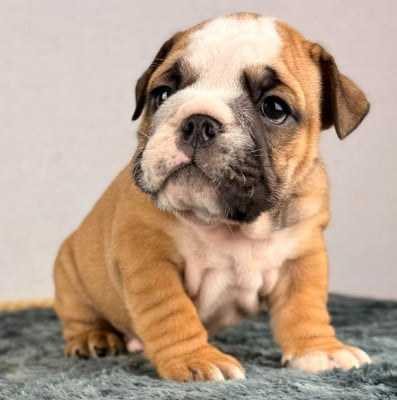 Les chiots de Bulldog Anglais