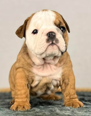Les chiots de Bulldog Anglais