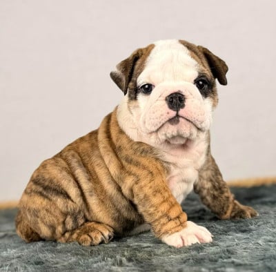 Les chiots de Bulldog Anglais