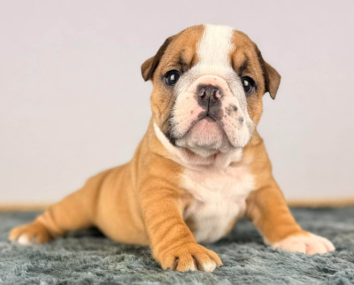 Les chiots de Bulldog Anglais