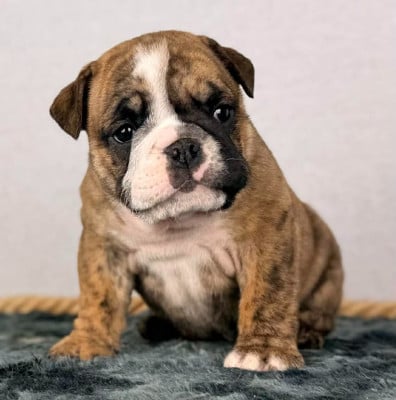 Les chiots de Bulldog Anglais