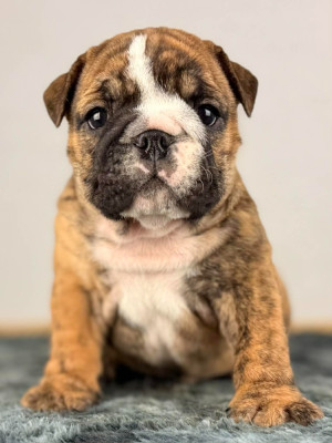 Les chiots de Bulldog Anglais